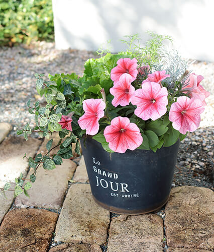 ペチュニア バカラiQの寄せ植え鉢を飾った玄関アプローチの写真