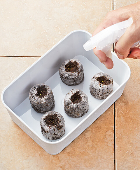 受け皿に置いて、水で膨らませたジフィーセブンに種をまき、霧吹きで水をかけている写真