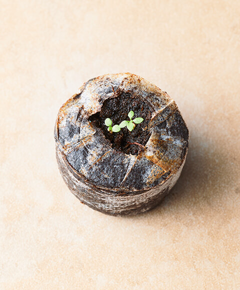 ジフィーセブンからペチュニア バカラiQの芽が出てきた写真