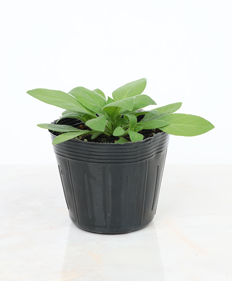 ペチュニア バカラiQの9cmポット苗の写真