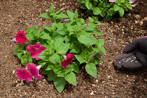 ペチュニア バカラiQを植えた土のまわりに肥料をやる写真