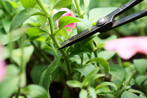 ペチュニア バカラiQの伸びた枝をハサミで切り詰める写真