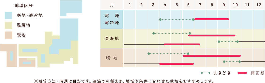 寒地・寒冷地のまきどきは4月から6月末、開花期は7月から9月末。温暖地のまきどき（春）は3月中旬から6月中旬、開花期は6月中旬から10月中旬。温暖地のまきどき（秋）は9月から10月下旬、開花期は4月中旬から7月中旬。暖地のまきどき（春）は3月から6月中旬、開花期は6月から10月末。暖地のまきどき（秋）は9月中旬から10月末、開花期は4月から6月末。※栽培方法・時期は目安です。適温での種まき、地域や条件に合わせた栽培をおすすめします。