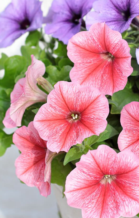 よく咲くペチュニア バカラiQ写真