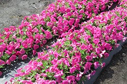 よく咲くペチュニア バカラiQ ピンク（雨後 1日目午前の写真）半分ほど花が咲いている