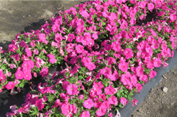 よく咲くペチュニア バカラiQ ピンク（雨後 1日目午後の写真）7割ほど花が咲いている。花がしっかりと開いている。