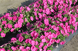 よく咲くペチュニア バカラiQ ピンク（雨後 2日目の写真）8割ほど花が咲いている。花がしっかりと開いている。