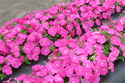 当社従来品種（雨が降る前の写真）満開に咲いている