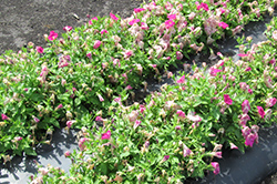 当社従来品種（雨後 1日目午前の写真）花はほとんど咲いていない