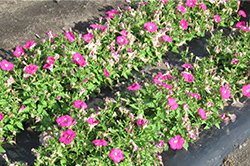 当社従来品種（雨後 1日目午後の写真）しぼんだ花が少しづつ開いている程度