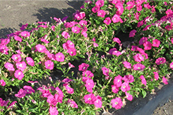 当社従来品種（雨後 2日目の写真）しぼんだ花が開き始めている。4割ほど