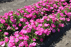 当社従来品種（雨後 4日目の写真）7割ほど花が咲いている。