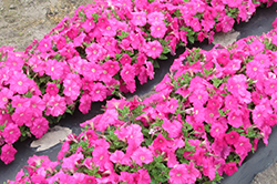 よく咲くペチュニア バカラiQ ピンク（雨が降る前の写真）満開に咲いている