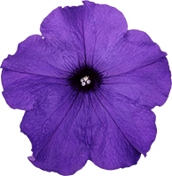 よく咲くペチュニア パフィン ミッドブルーの説明を見る