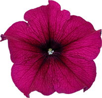 よく咲くペチュニア パフィン パープルの説明を見る