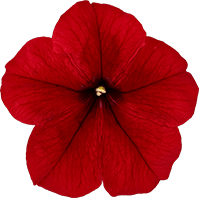 よく咲くペチュニア パフィン レッドの説明を見る