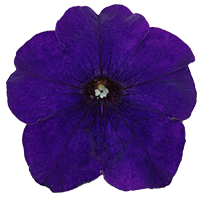 よく咲くペチュニア パフィン ブルーの説明を見る