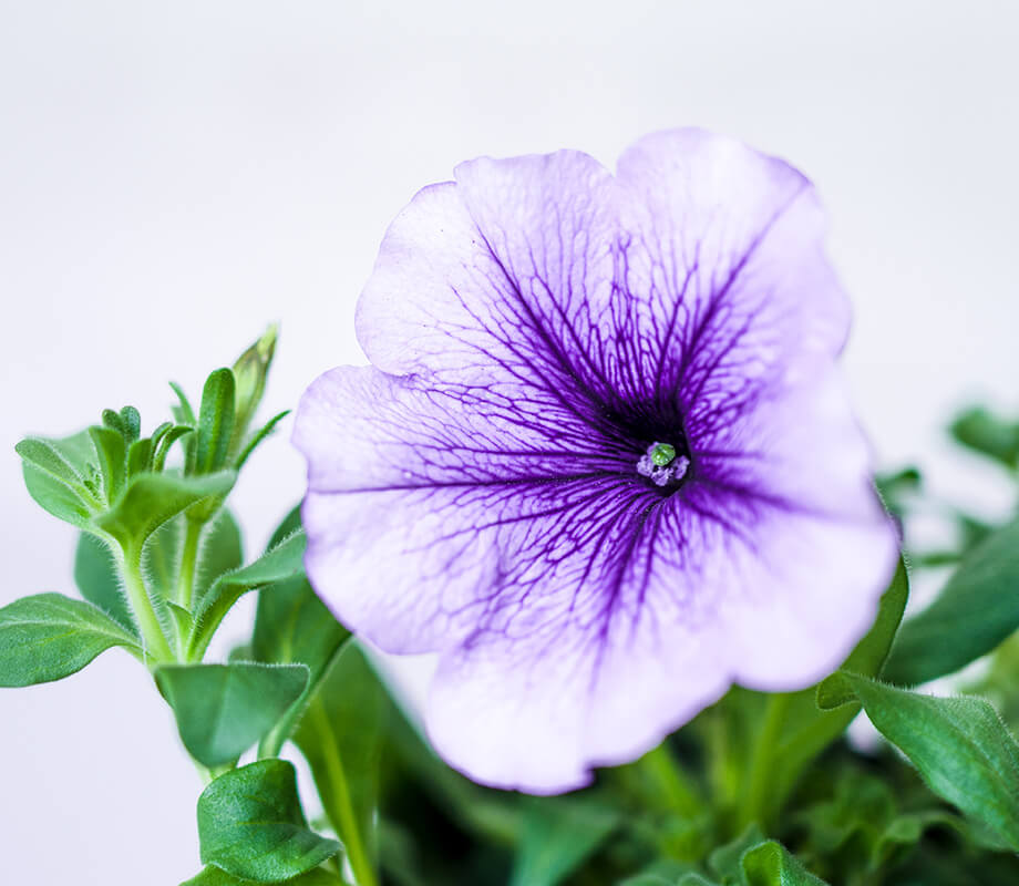 よく咲くペチュニア バカラiQ写真