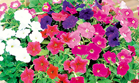 よく咲くペチュニア バカラiQ写真