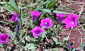 ペチュニア野生種の写真