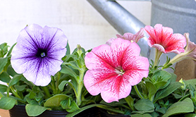 よく咲くペチュニア バカラiQ写真