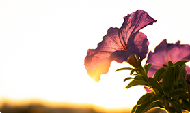 夕日に照らされるペチュニアの写真