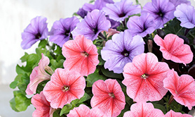 よく咲くペチュニア バカラiQ写真