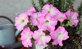 よく咲くペチュニア パフィンの写真