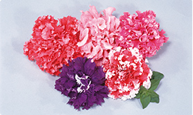 「坂田商会」 (当時)の世界初 完全八重咲きF1ペチュニア「ビクトリアス ミックス」の写真