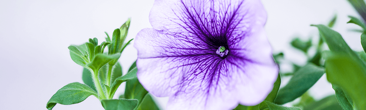 よく咲くペチュニア バカラiQ写真