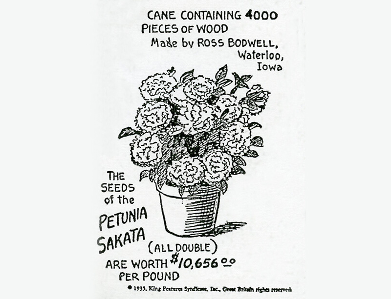 完全八重咲きF1ペチュニア「ビクトリアス ミックス」のイラストレーション。種1ポンド10,656ドルの値段がつけられている。