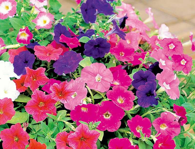 よく咲くペチュニア バカラiQ写真