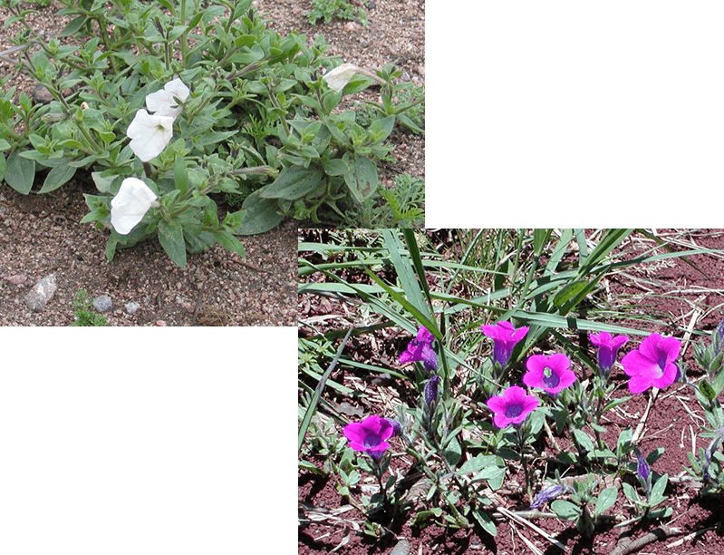 ペチュニア野生種の写真