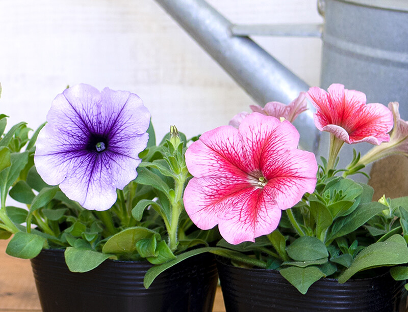 よく咲くペチュニア バカラiQ写真