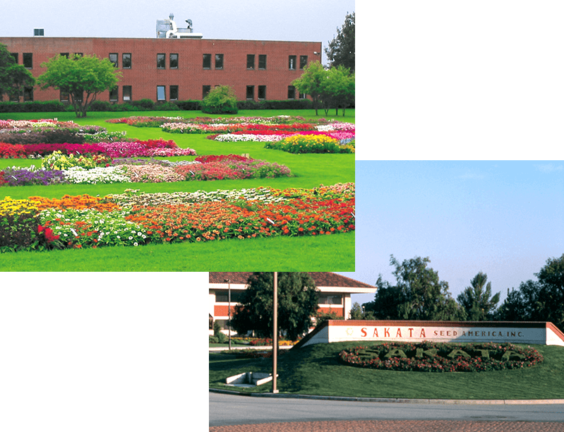 サカタのタネ海外支店と花畑の写真