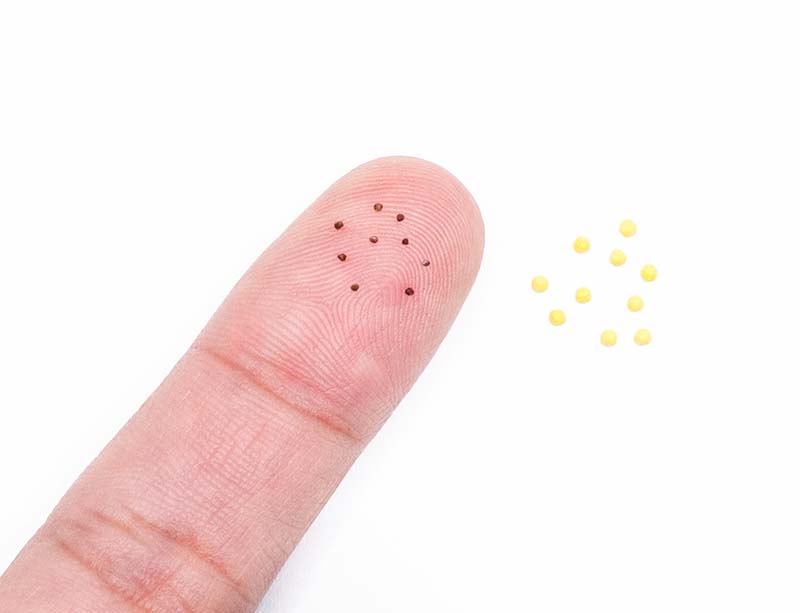 指の上に乗せた非常に小さなペチュニアの種と、ペレット加工されたイメージの写真