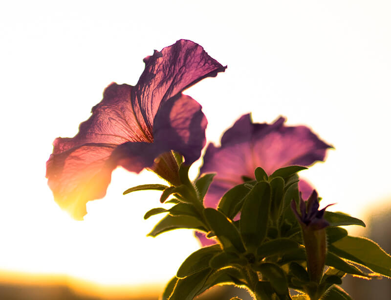 夕日に照らされるペチュニアの写真