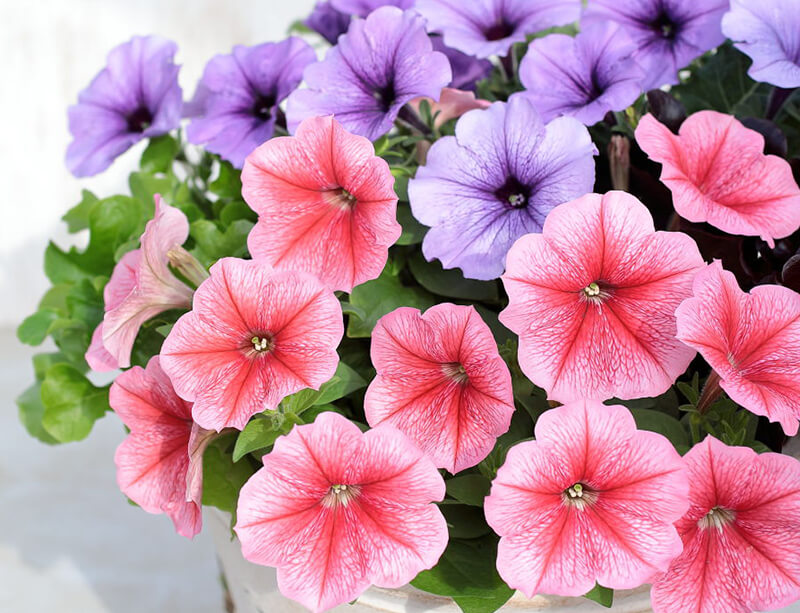 よく咲くペチュニア バカラiQ写真