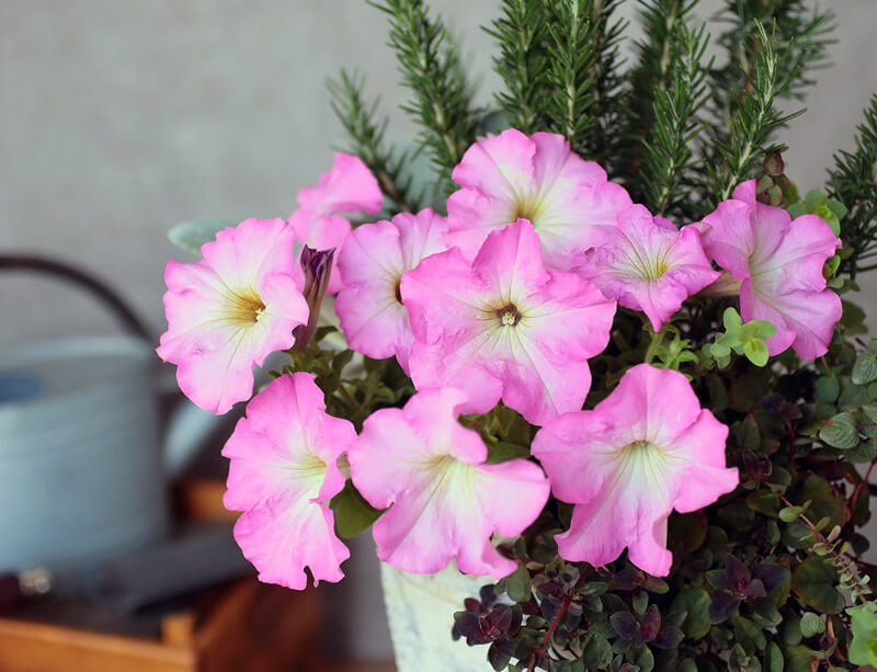 よく咲くペチュニア パフィンの写真