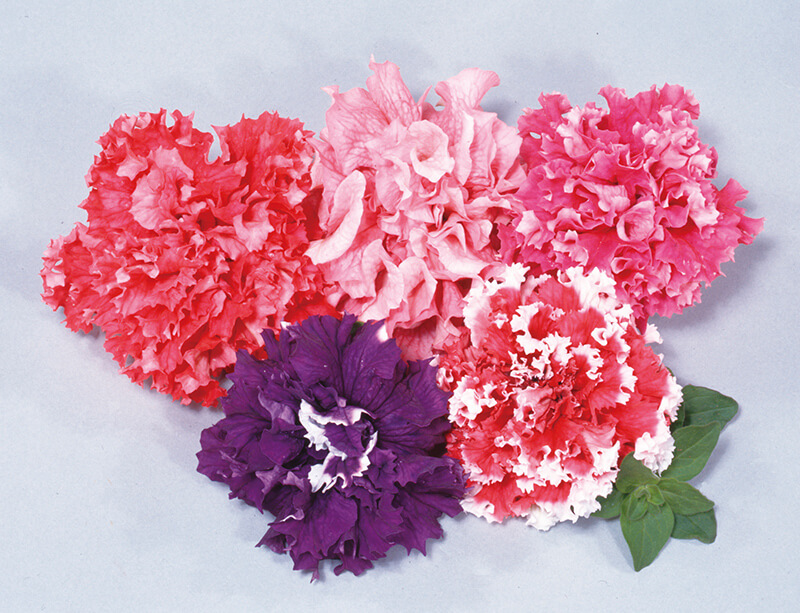 「坂田商会」 (当時)の世界初 完全八重咲きF1ペチュニア「ビクトリアス ミックス」の写真