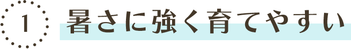 POINT1 暑さに強く育てやすい