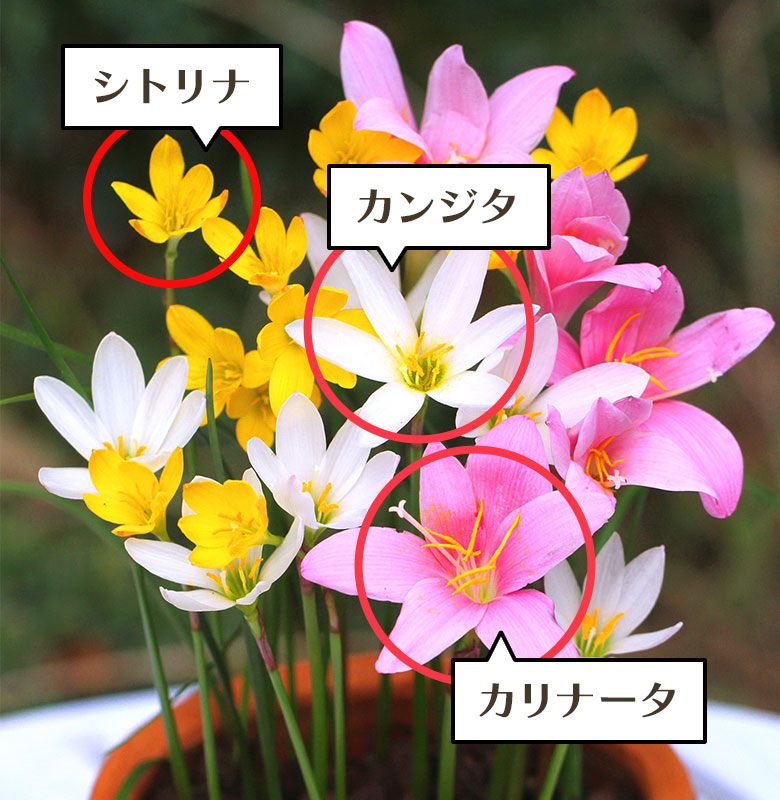 シトリナ、カンジタ、カリナータ