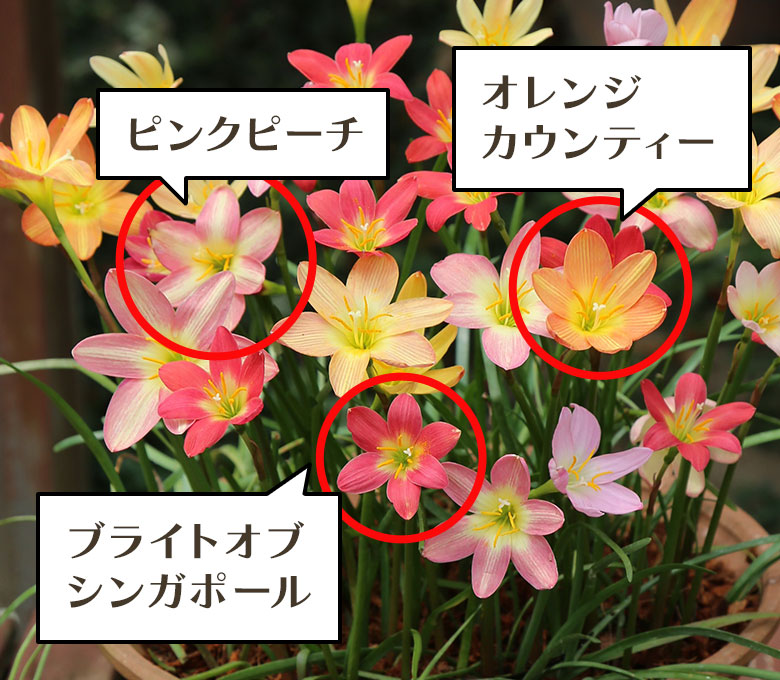 ピンクピーチ、オレンジカウンティー、ブライトオブシンガポール