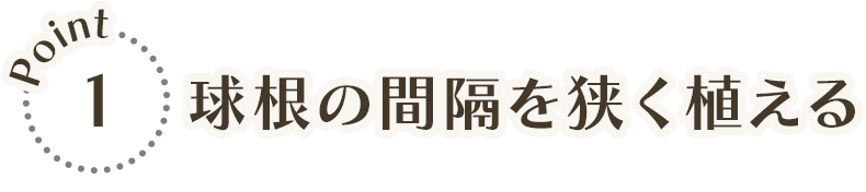 POINT1 球根の間隔を狭く植える