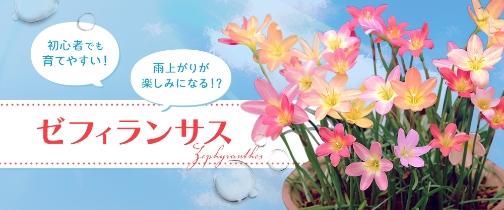 初心者でも育てやすい!雨上がりが楽しみになる!?ゼフィランサス