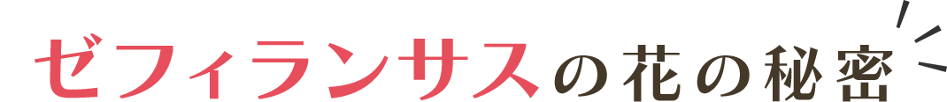 ゼフィランサスの花の秘密