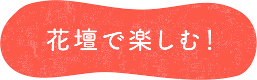 花壇で楽しむ！