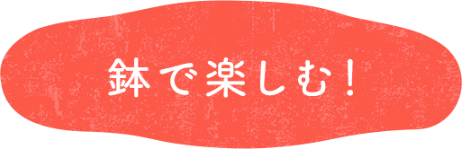 鉢で楽しむ！