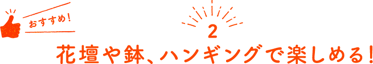 ２ 花壇や鉢、ハンギングで楽しめる！