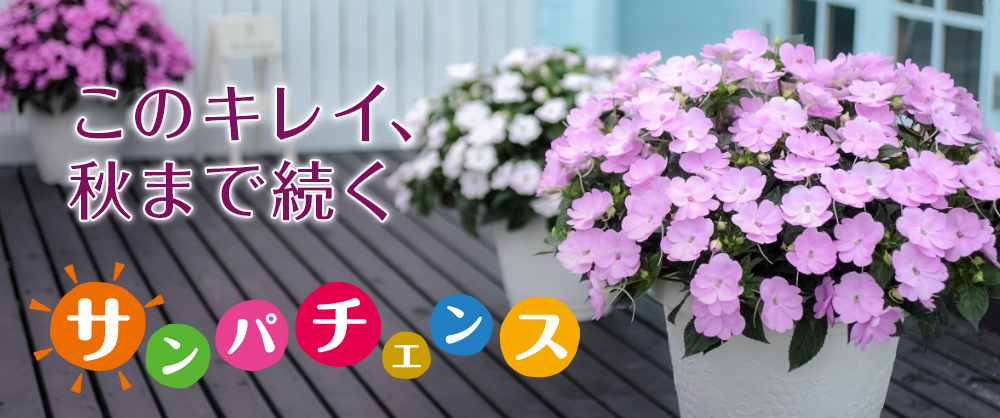 このキレイ、秋まで続く サンパチェンス